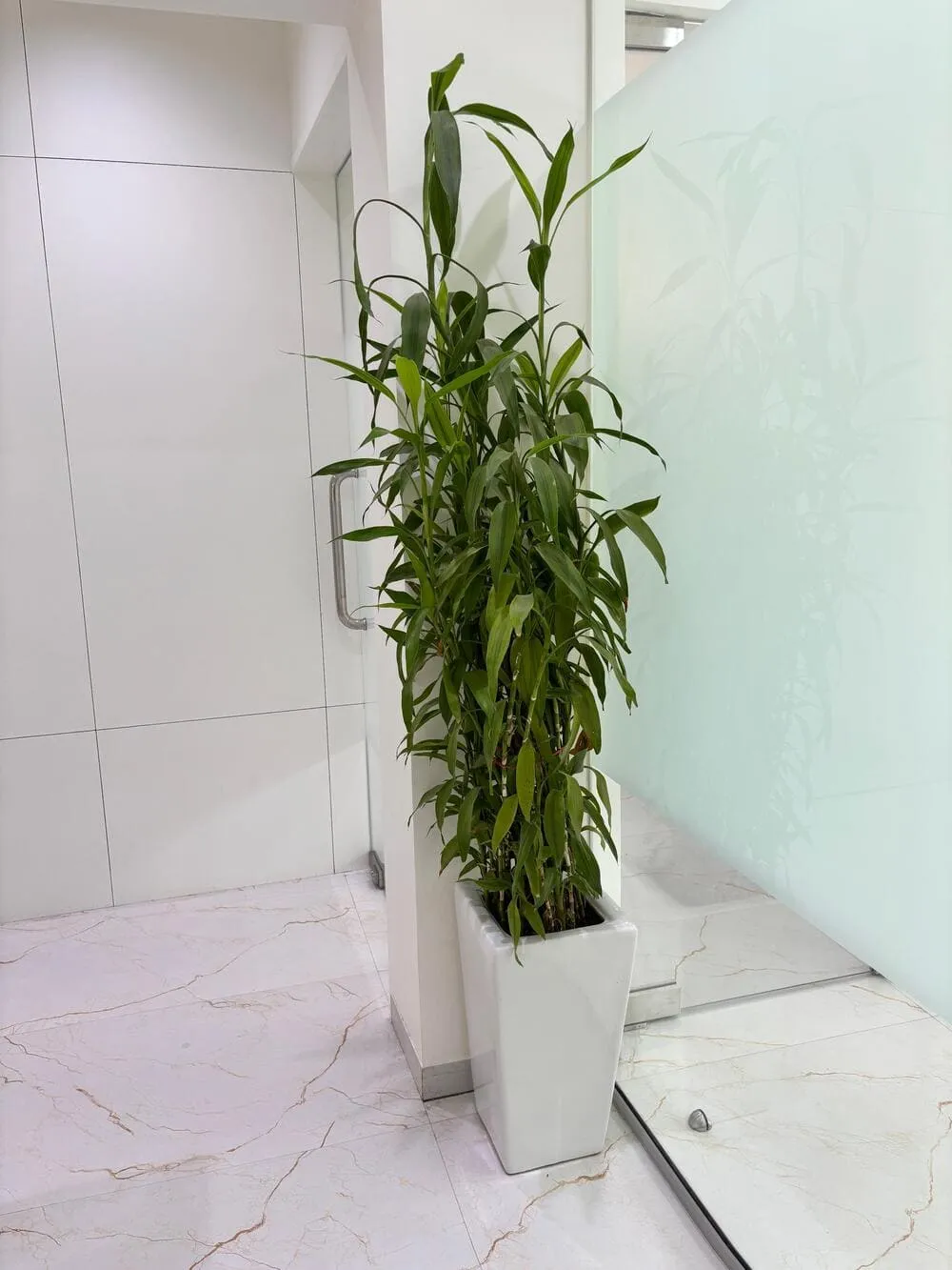 Bamboo plant decor